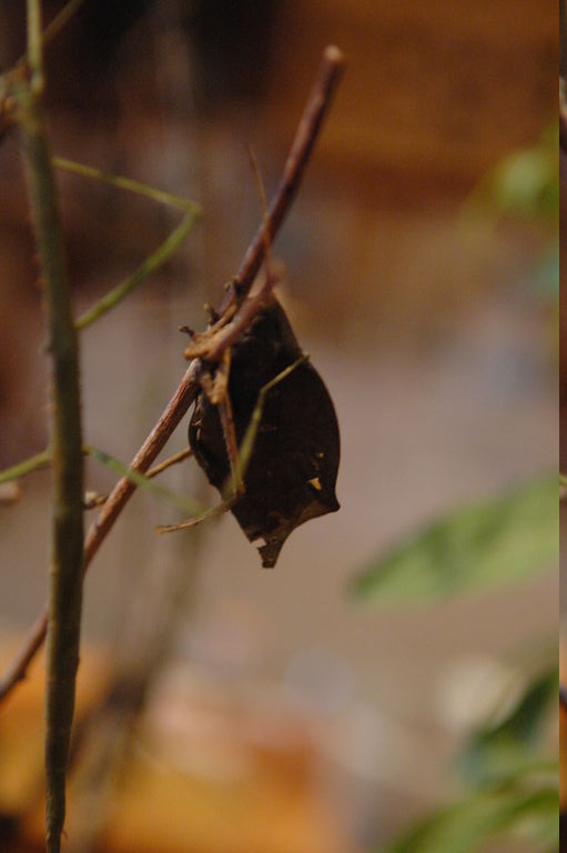 dsc_2226.jpg
